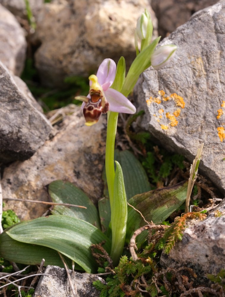 Orchidee di Marzo - Dalla Grecia con passione